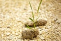 Dung with seedling Royalty Free Stock Photo