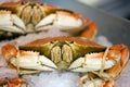 Dungeness crab Royalty Free Stock Photo