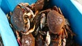 Dungeness crab caught by fisherman in blue bin.