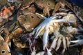 The Dungeness crab, Metacarcinus magister formerly Cancer magister at fish market. Royalty Free Stock Photo