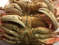Dungeness Crab Up Close Royalty Free Stock Photo