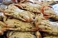 Dungeness crabs Royalty Free Stock Photo