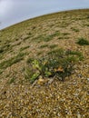 Fisheye View of Dungeness - the largest area of shingle in the world Royalty Free Stock Photo