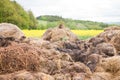 Dunghill besides a oilseed field