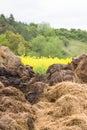 Dunghill besides a oilseed field