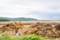 Dunghill besides a wheat field Royalty Free Stock Photo