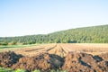 Dunghill besides a wheat field Royalty Free Stock Photo