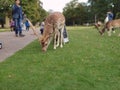 Dunham massey