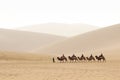 DUNHUANG,CHINA-MARCH 11 2016: A group of tourists are riding camel in the Mingsha Shan desert like the caravan as part of the Silk Royalty Free Stock Photo