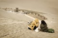 DUNHUANG,CHINA-MARCH 11 2016: People visit  Mingsha shan desert and Crescent moon lake in Dunhuang, China Royalty Free Stock Photo