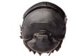 Dunk beetle