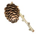 Dunkeld Larch Tree Cone Royalty Free Stock Photo