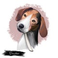 Dunker, Norwegian Hound dog digital art illustration isolated on white background. Norwegian origin scenthound dog. Cute pet hand Royalty Free Stock Photo