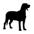 Dunker Norwegian Hound Silhouette Vector Found In Map Of Europe Royalty Free Stock Photo