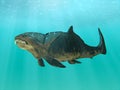 Dunkleosteus Swimming Royalty Free Stock Photo