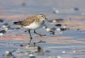 Dunlin Royalty Free Stock Photo