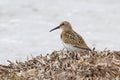 Dunlin Royalty Free Stock Photo