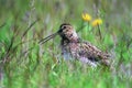 Dunlin