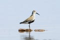 Dunlin Royalty Free Stock Photo