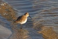 Dunlin on the Beach. Royalty Free Stock Photo