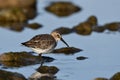 Dunlin bird wading along rocky shore Royalty Free Stock Photo