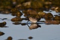 Dunlin bird wading along rocky shore line Royalty Free Stock Photo