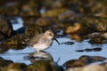Dunlin bird wading along rocky shore line Royalty Free Stock Photo
