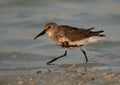 Dunlin in breeding plumage at Busaiteen coast, Bahrain