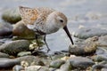 Dunlin in breeding plumage stands in water amongst the pebbles of Esquimalt Lagoon