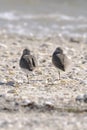 Dunlin, calidris alpina Royalty Free Stock Photo