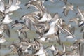 Dunlin, calidris alpina Royalty Free Stock Photo