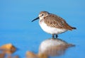 Dunlin (calidris alpina) Royalty Free Stock Photo