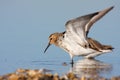 Dunlin (calidris alpina)