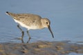 Dunlin, Calidris alpina