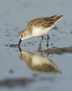 Dunlin, Calidris alpina Royalty Free Stock Photo