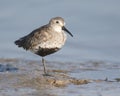 Dunlin, Calidris alpina