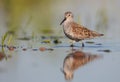 Dunlin - calidris alpina - adult bird at a wetland Royalty Free Stock Photo