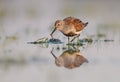 Dunlin - calidris alpina - adult bird at a wetland Royalty Free Stock Photo