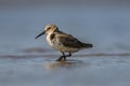 Dunlin, Calidris alpina, Akshi, Alibagh, Maharashtra, India