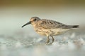 Dunlin Calidris alpina bird rain water in pond wetland wading shorebirds waders young nature wildlife cute darling