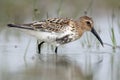The dunlin Calidris alpina catching worms in the shallows. A small brown-gray bird of coastal waters hunts in a shallow lagoon