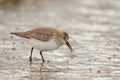 Dunlin (Calidris alpina) Royalty Free Stock Photo