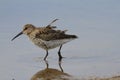 Dunlin Calidris alpina, a medium sized sandpiper and shorebird searching for food while standing in water Royalty Free Stock Photo