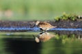 The Dunlin Calidris alpina