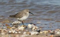 A stunning Dunlin Calidris alpina searching for food along the shoreline at high tide on the Isle of Sheppey, Kent, UK. Royalty Free Stock Photo