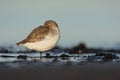 Dunlin, Calidris alpina Royalty Free Stock Photo