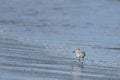 Dunlin Calidris alpina a small wade on the beach Delta del Ebro