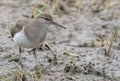 Dunlin