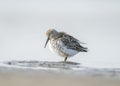 Dunlin (Calidris alpina) is a small wader of the Scolopacidae family.