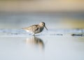 Dunlin (Calidris alpina) is a small wader of the Scolopacidae family.